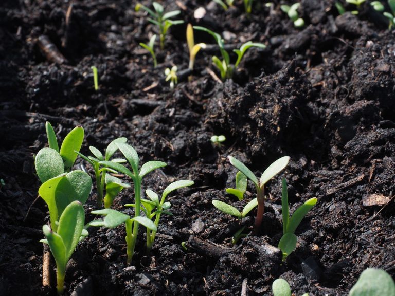 Comment choisir le bon terreau pour chaque type de plante