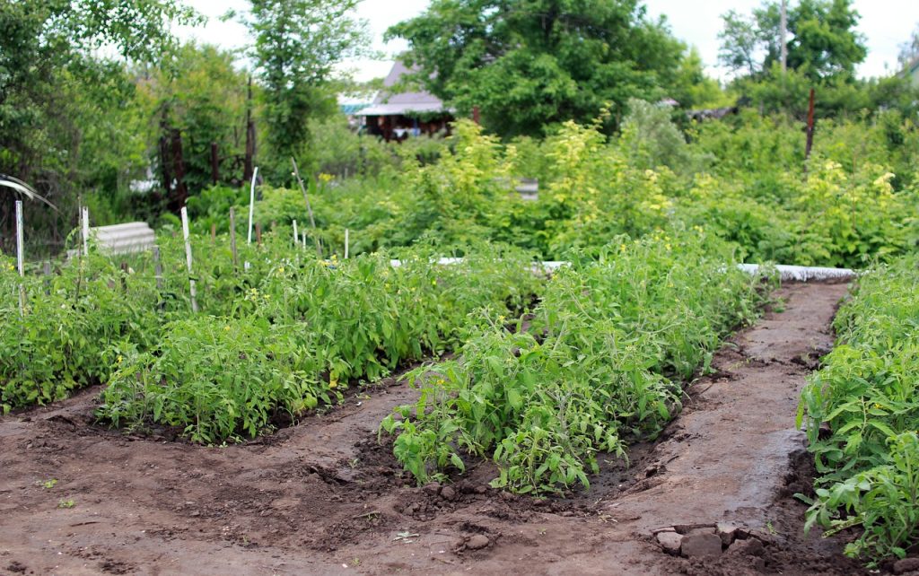 JARDIN POTAGER