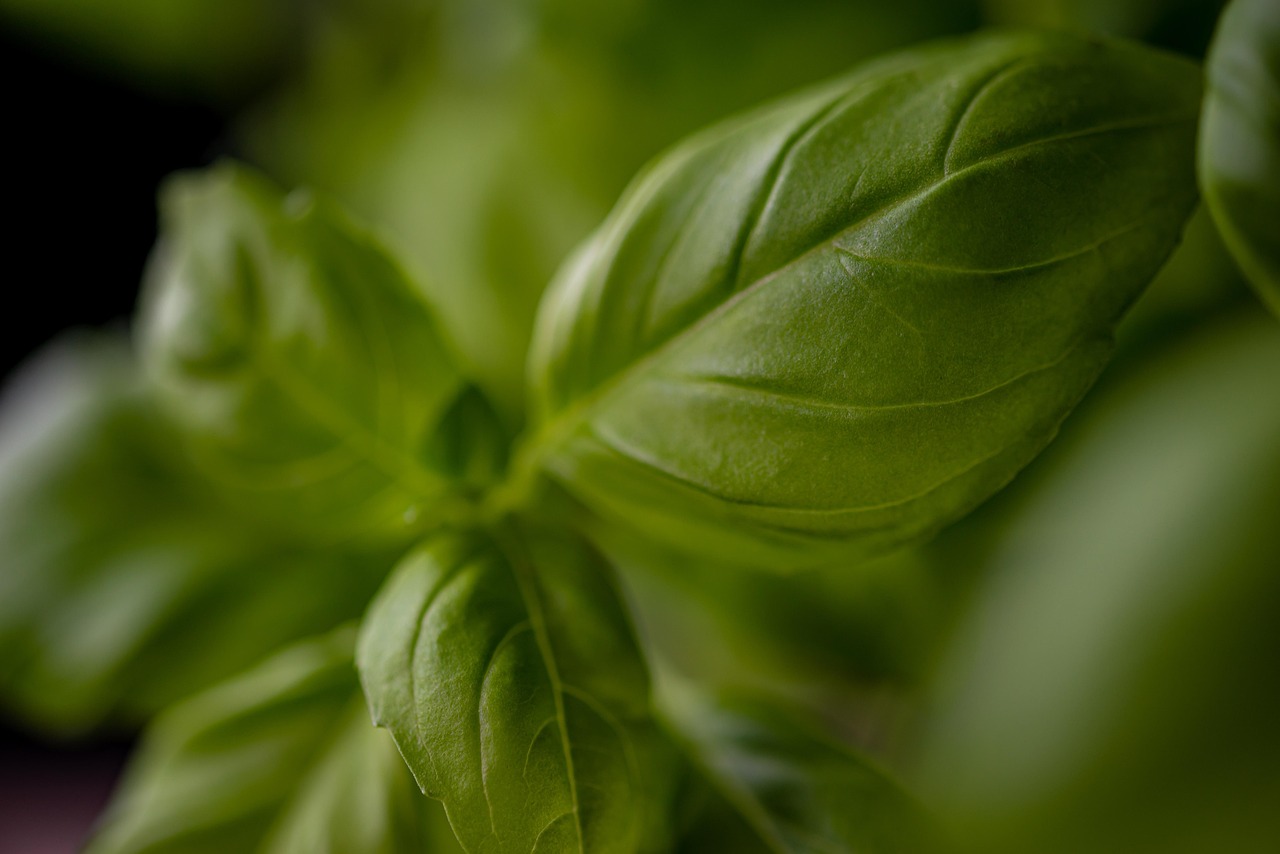 herb, leaves, basil