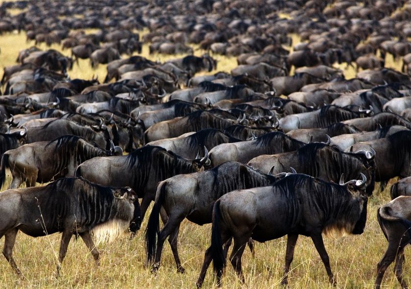 Quelle est la meilleure période pour faire un safari au Kenya ?