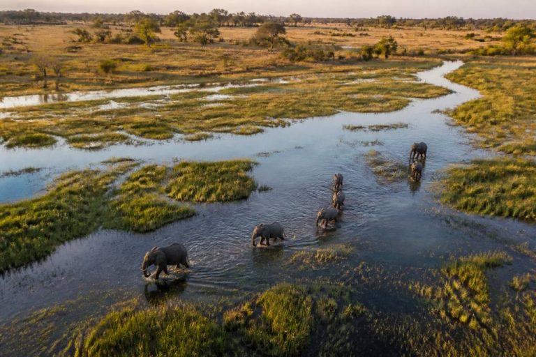 Botswana okavango delta : que voir et quand partir