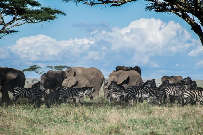 Agence de voyage Tanzanie : pourquoi Hors Pistes s’impose pour un safari sur mesure, authentique et responsable