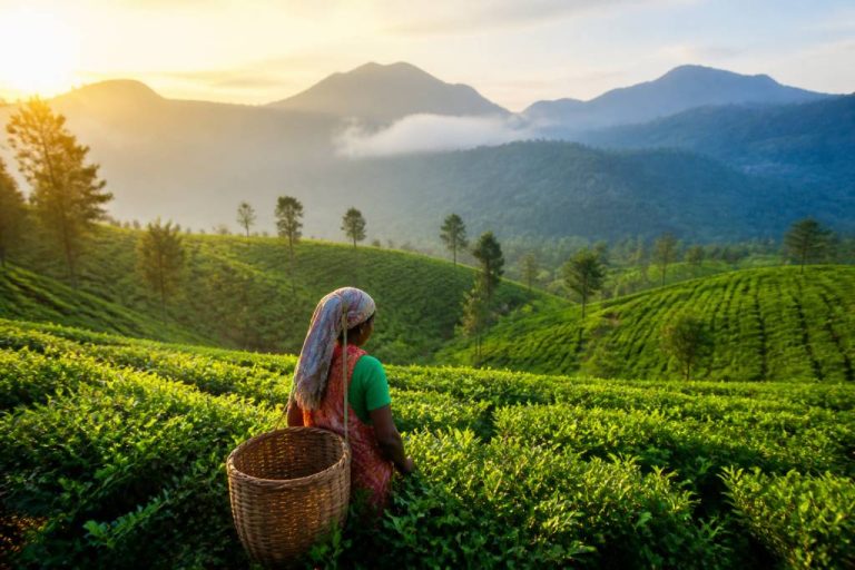 Sri Lanka tourisme : avis et conseils pour un voyage inoubliable